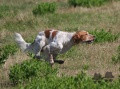 Setter Anglais CRUNCH DU FER SERVADOU Setter Anglais CRUNCH DU FER SERVADOU